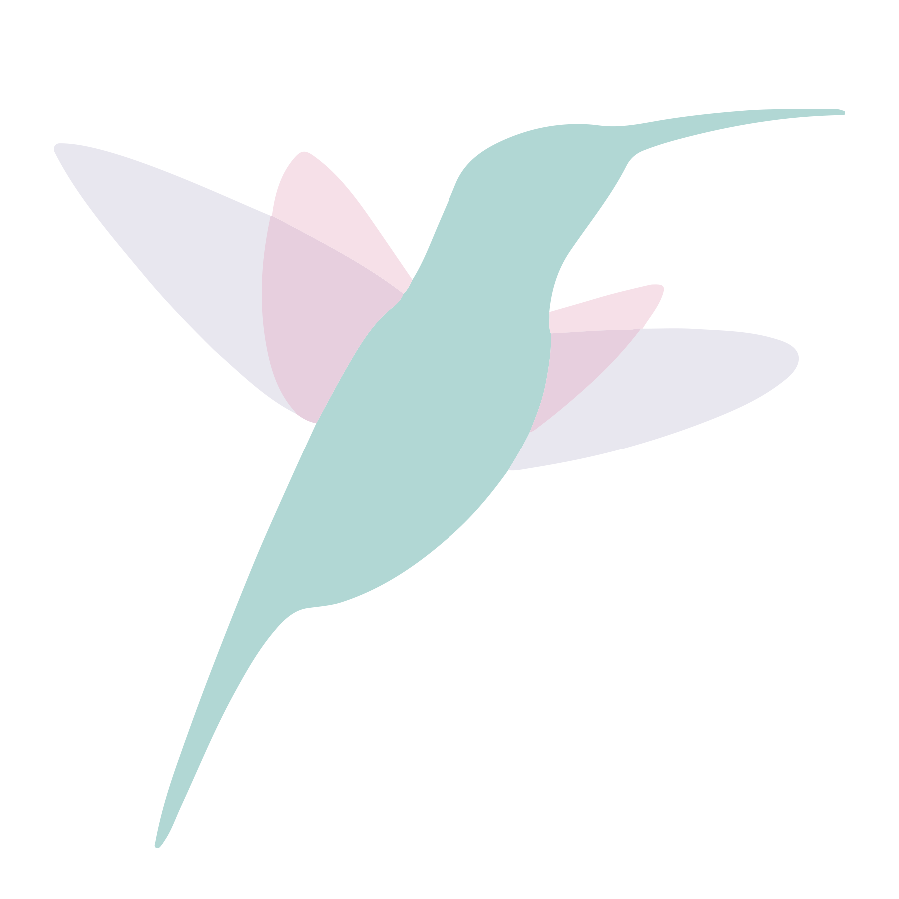 colibrí